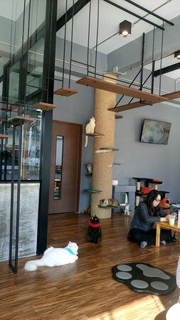 Cat 'n' A Cup Cat Cafe